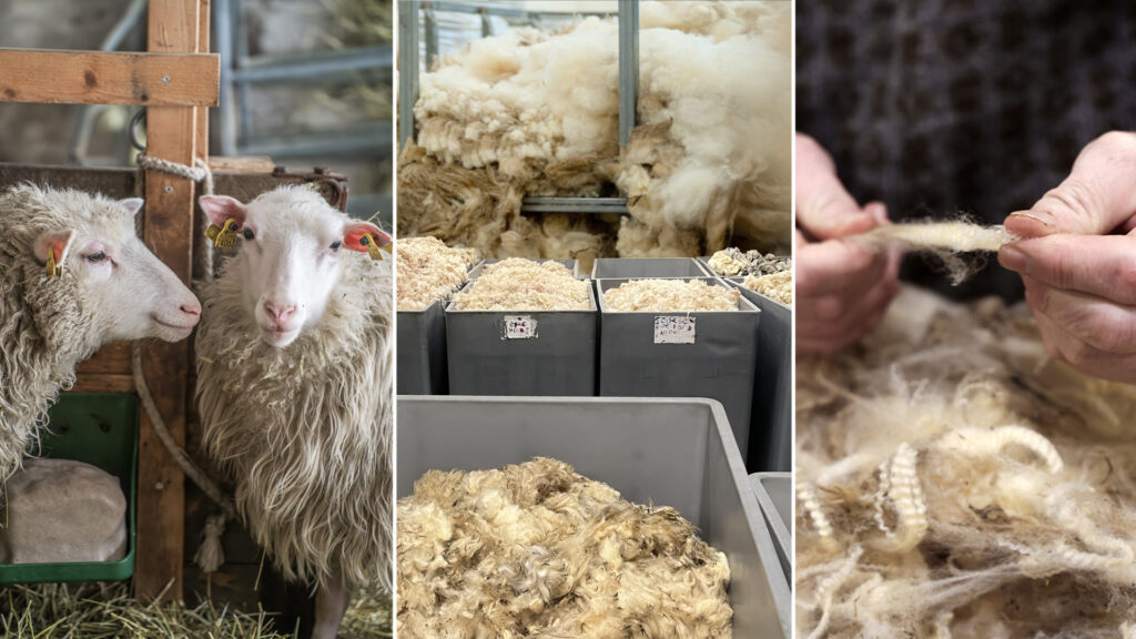 Får, ullsortering och kvalitetsanalys.